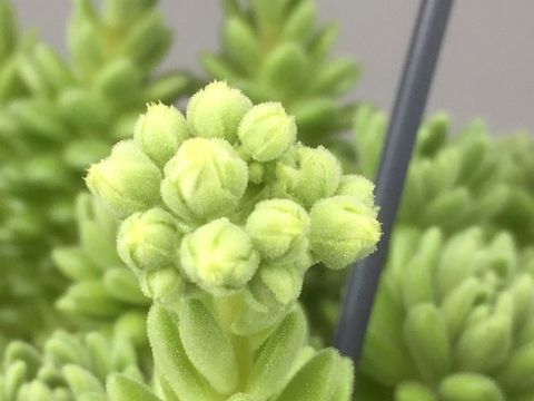 Sedum hirsutum