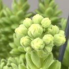 Sedum hirsutum