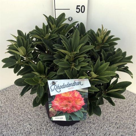 Rhododendron 'Sun Fire'
