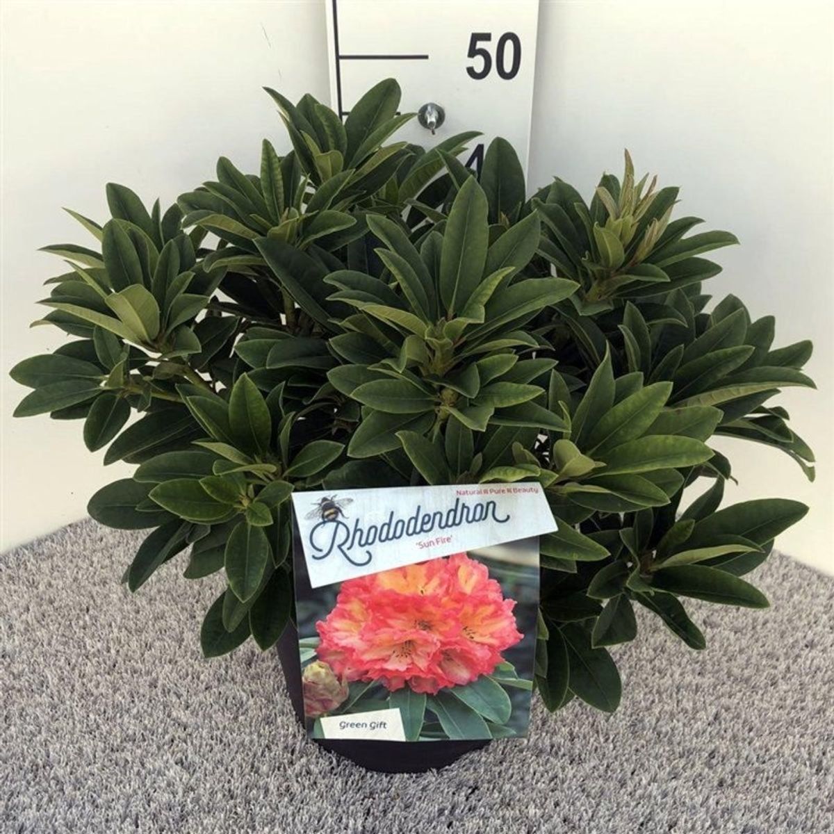sansevieria trifasciata cats Snake Plant – Buy Low-Maintenance Indoor Plant Online main image 1