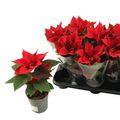 Euphorbia pulcherrima CHRISTMAS UNIVERSE