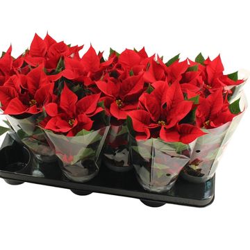 Euphorbia pulcherrima CHRISTMAS UNIVERSE