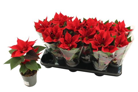 Euphorbia pulcherrima CHRISTMAS UNIVERSE