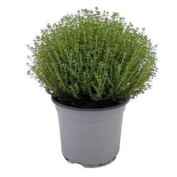 Thymus vulgaris 'Faustini'