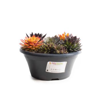 Sempervivum CHICK CHARMS MIX