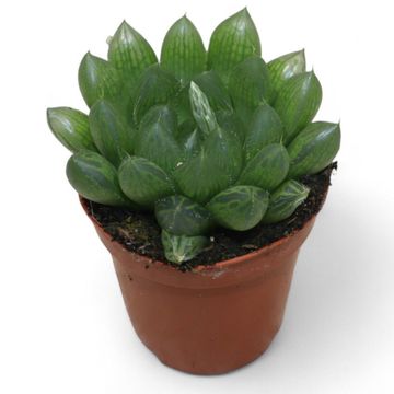 Haworthia cooperi obtusa