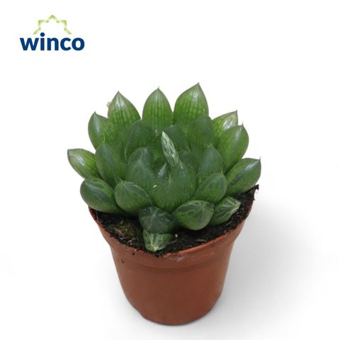 Haworthia cooperi obtusa