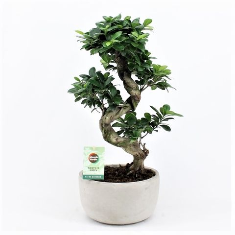 Ficus microcarpa 'Ginseng'