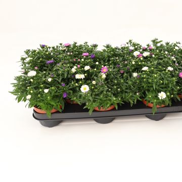 Aster NOVI-BELGII MIX IN POT