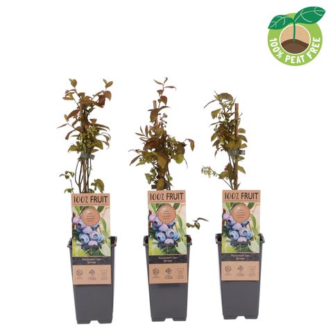 Vaccinium corymbosum 'Jersey'