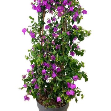 Bougainvillea glabra 'Sanderiana'