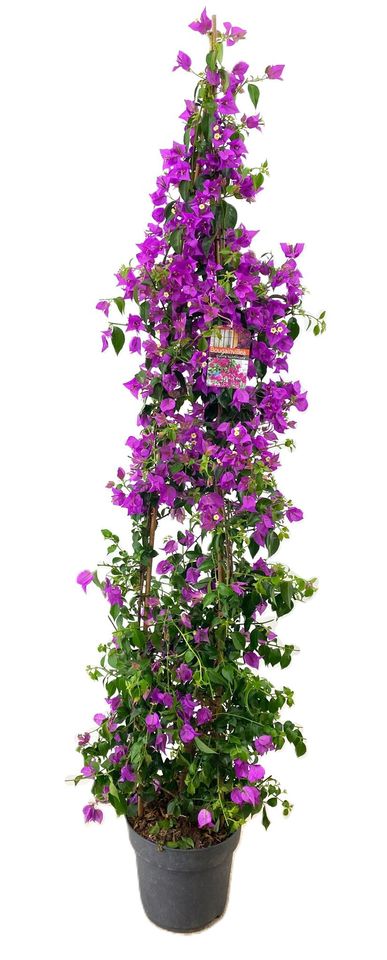 Bougainvillea glabra 'Sanderiana'