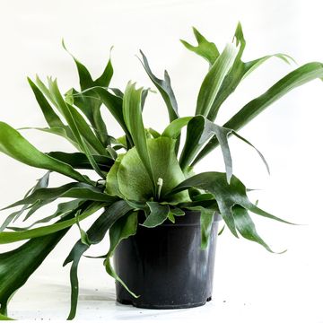 Platycerium alcicorne