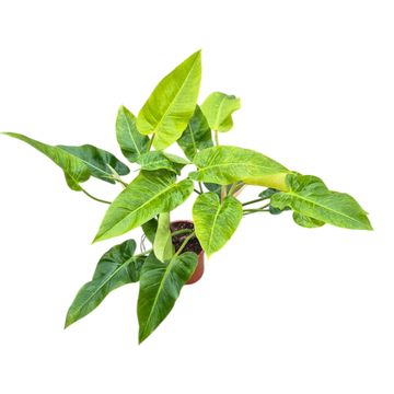 Philodendron 'Calkins Gold'