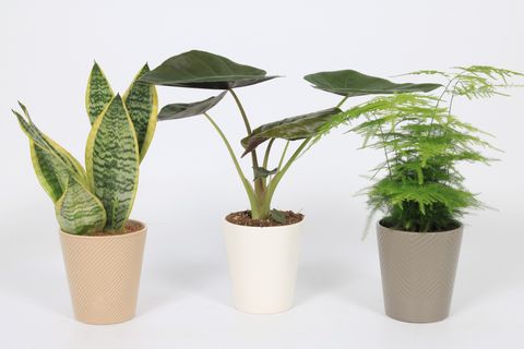 Plantes d'interieur MIX