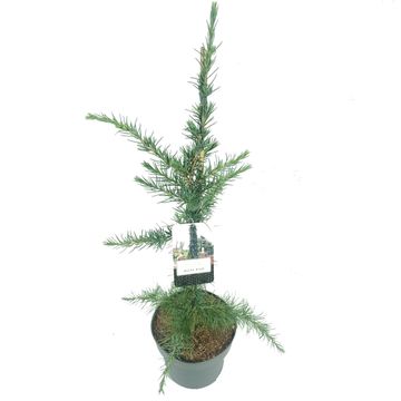 Cedrus deodara 'Miles High'