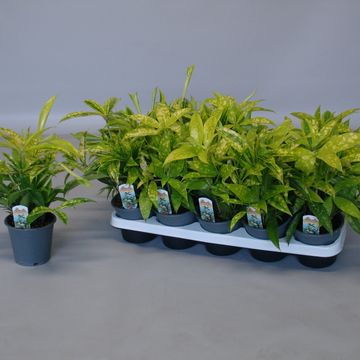 Dracaena surculosa 'Mike'