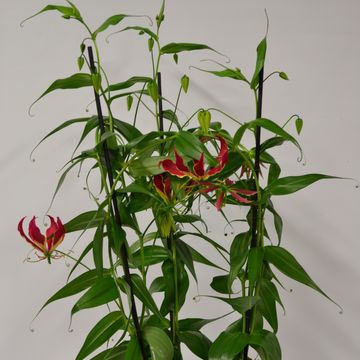Gloriosa rothschildiana