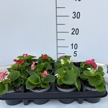Begonia SEMPERFLORENS MIX