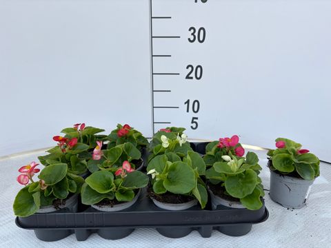 Begonia SEMPERFLORENS MIX