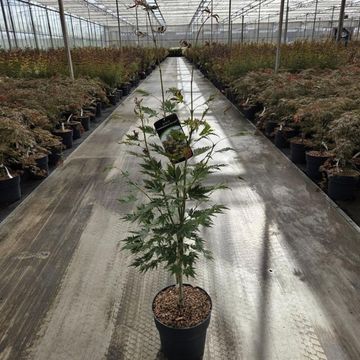 Acer ARCTIC JADE