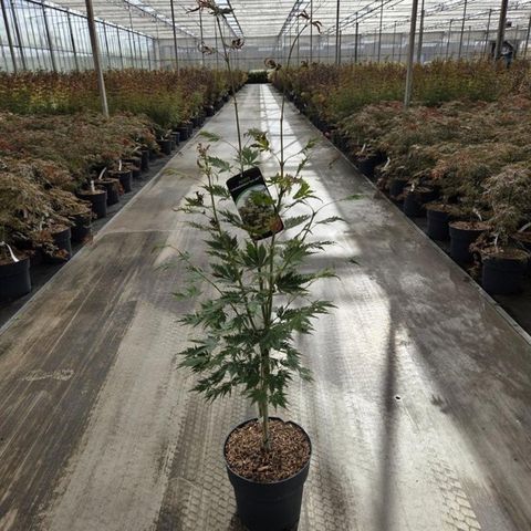 Acer ARCTIC JADE