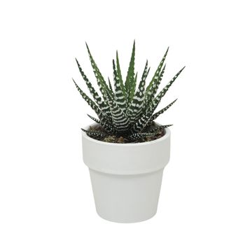 Haworthia fasciata 'Big Band'