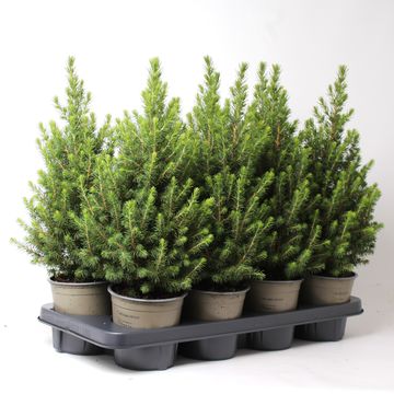 Picea glauca DECEMBER