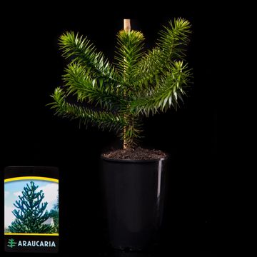 Araucaria araucana