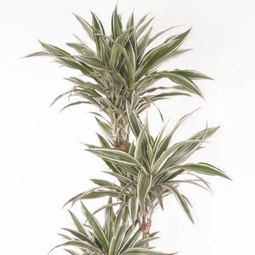 Dracaena fragrans 'White Stripe'