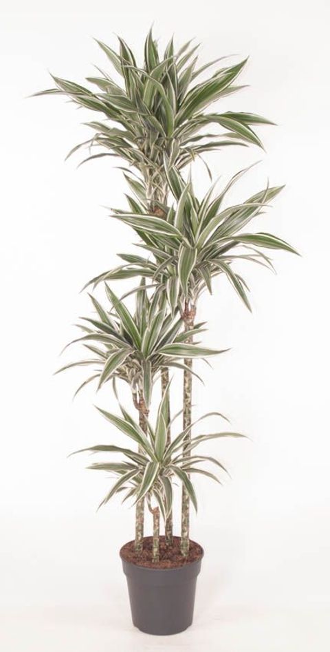 Dracaena fragrans 'White Stripe'
