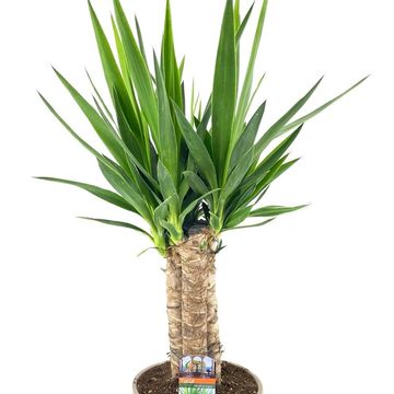 Yucca elephantipes