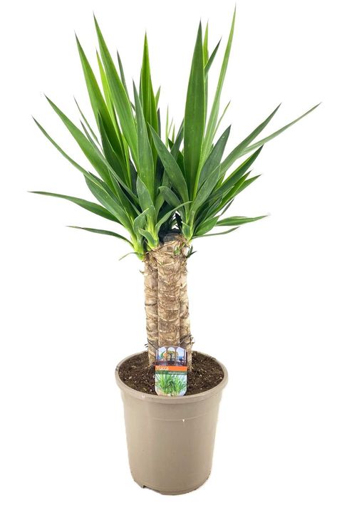 Yucca elephantipes