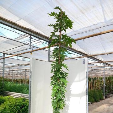 Wisteria brachybotrys 'Okayama'