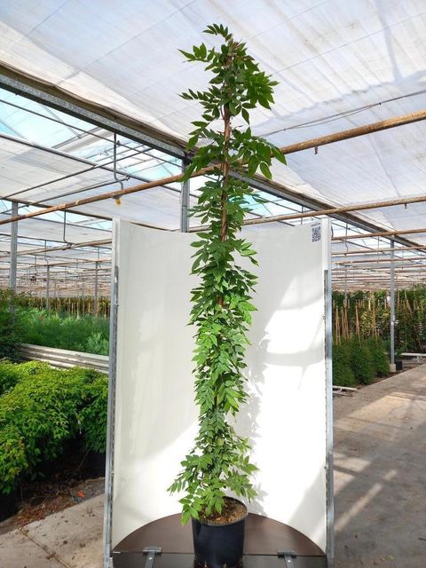 Wisteria brachybotrys 'Okayama'