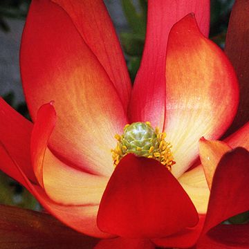 Leucadendron 'Safari Sunset'