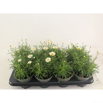 Argyranthemum frutescens LA RITA COMPACT WHITE