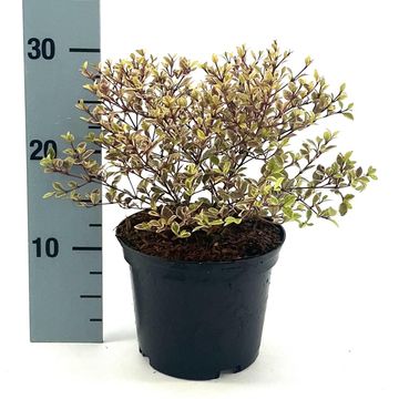 Lophomyrtus x ralphii GOLDEN DRAGON