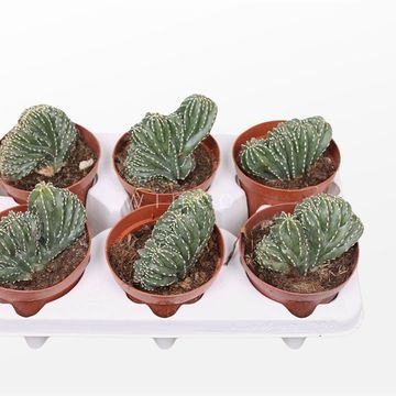 Marginatocereus marginatus cristata