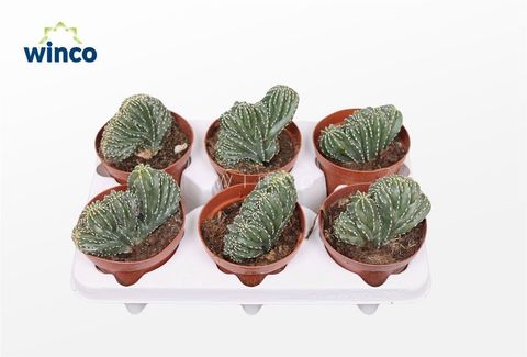 Marginatocereus marginatus cristata