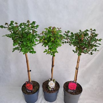 Роза STANDARD LARGE FLOWERING