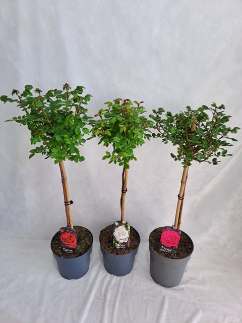 Роза STANDARD LARGE FLOWERING