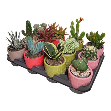 Cactus / Succulents MIX