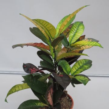 Codiaeum variegatum 'Mrs Iceton'