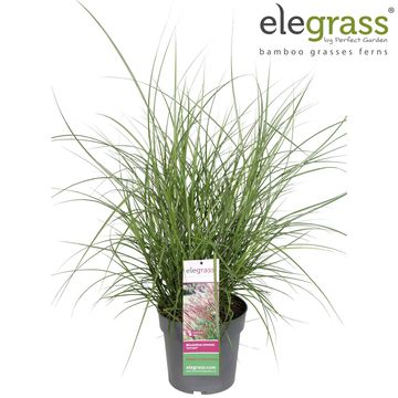 Miscanthus sinensis 'Serengeti'