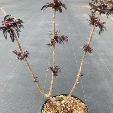 Sambucus nigra BLACK TOWER