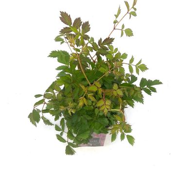 Astilbe 'Hennie Graafland'