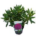 Rhododendron 'Marcel Menard'
