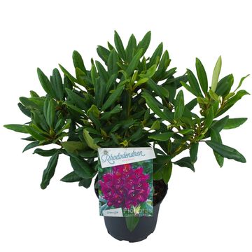 Rhododendron 'Marcel Menard'