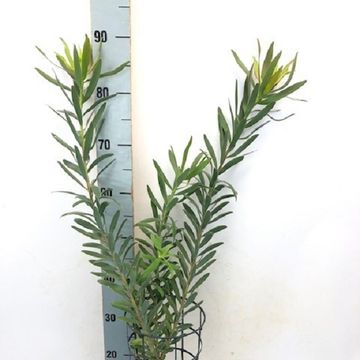 Leucadendron 'Blush of Dawn'